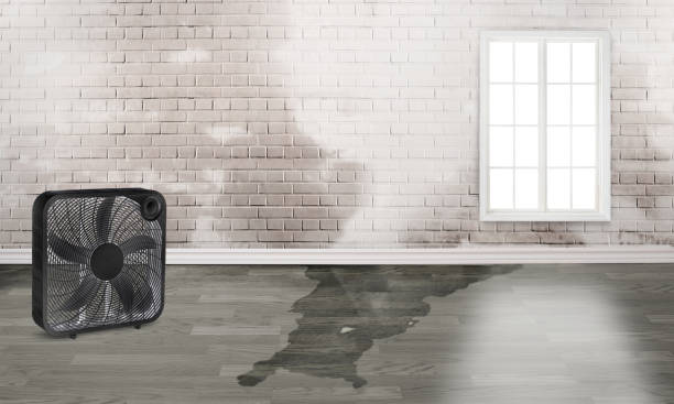 Best Basement water damage restoration  in Sea Isle City, NJ